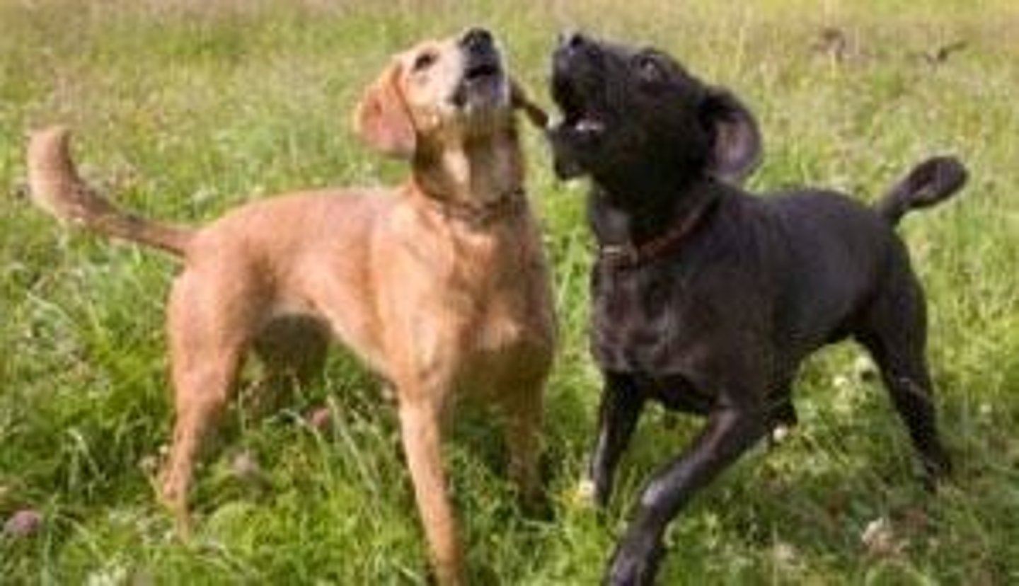 <p>If one dog barks, others in the house will also bark.</p>