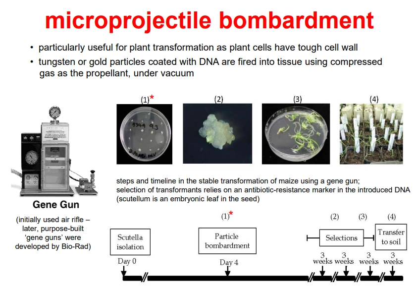 <p>advantages</p><ul><li><p>quick</p></li><li><p>can in principle be used on any tissue, including plants</p></li><li><p>not vector dependent</p></li><li><p>can be used for transient or stable expression  </p></li><li><p>can deliver DNA to organelles (usually chloroplasts)</p></li></ul><p></p><p>limitations</p><ul><li><p>equipment is expensive</p></li><li><p>best suited for use with ‘robust’ cells (usually plants)</p></li></ul><p></p>