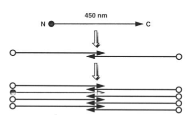 <p>association en polymères → les ext N-ter se lient entre ext N-ter et pareil pour les C-ter</p>