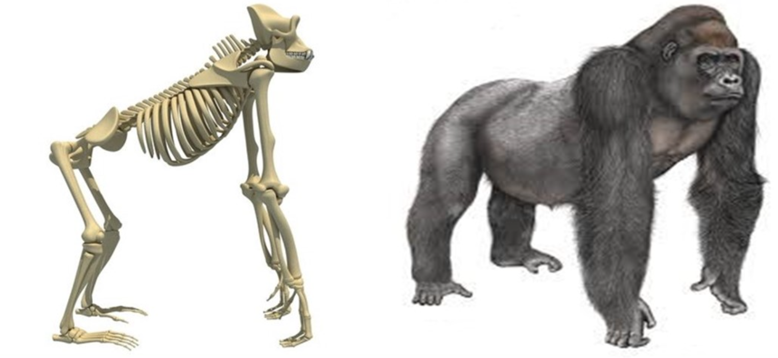 <p>Primate locomotion</p>