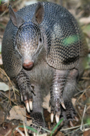 <p>Nine-Banded Armadillo</p>