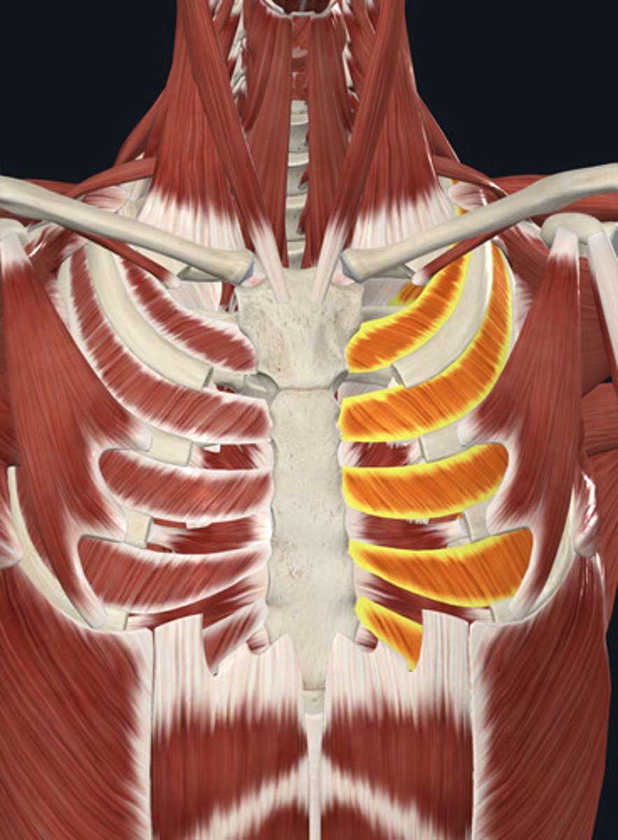 <p>Muscles aiding in exhalation.</p>