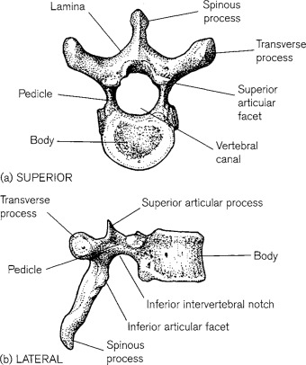 <ul><li><p>spinous process</p></li><li><p>vertebral arch</p></li><li><p>superior articular process and facet </p></li><li><p>inferior articular process and facet </p></li><li><p>body</p></li><li><p>intervertebral foramen </p></li><li><p>transverse process</p></li></ul><p></p>