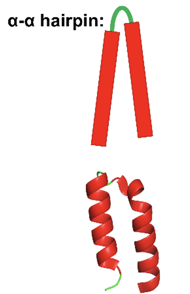 <ul><li><p>the connection between 2 antiparallel a helicase </p></li><li><p>the longer the loop the greater the number of combinations </p></li></ul><p></p>