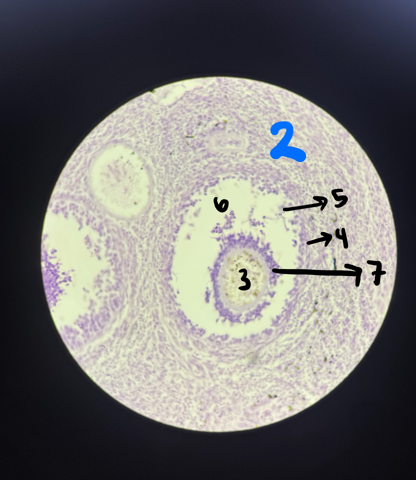 <p>6</p>