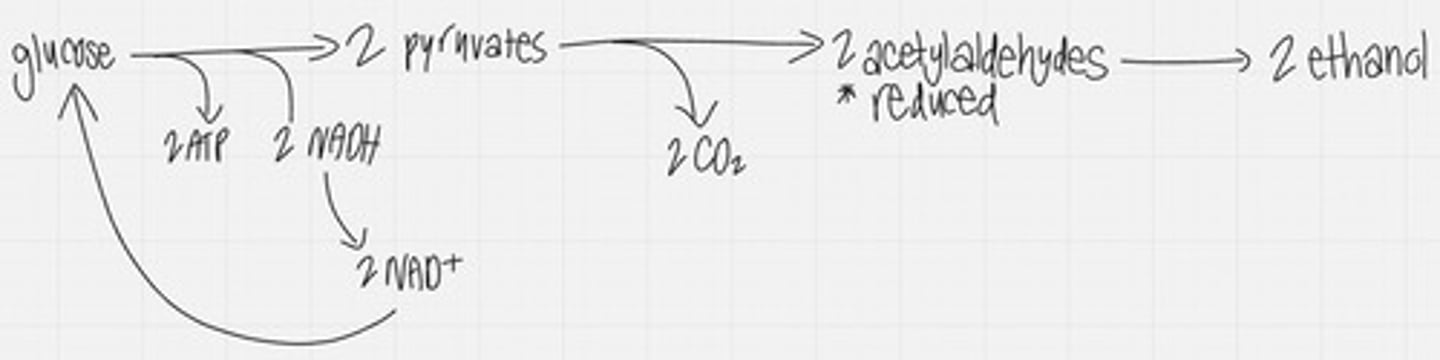 <p>glycolysis followed by the reduction of pyruvate to ethyl alcohol, regenerating NAD+ and releasing carbon dioxide.</p>