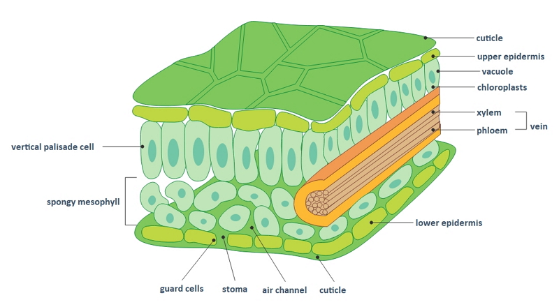 Space in the spongy layer that contains gases.