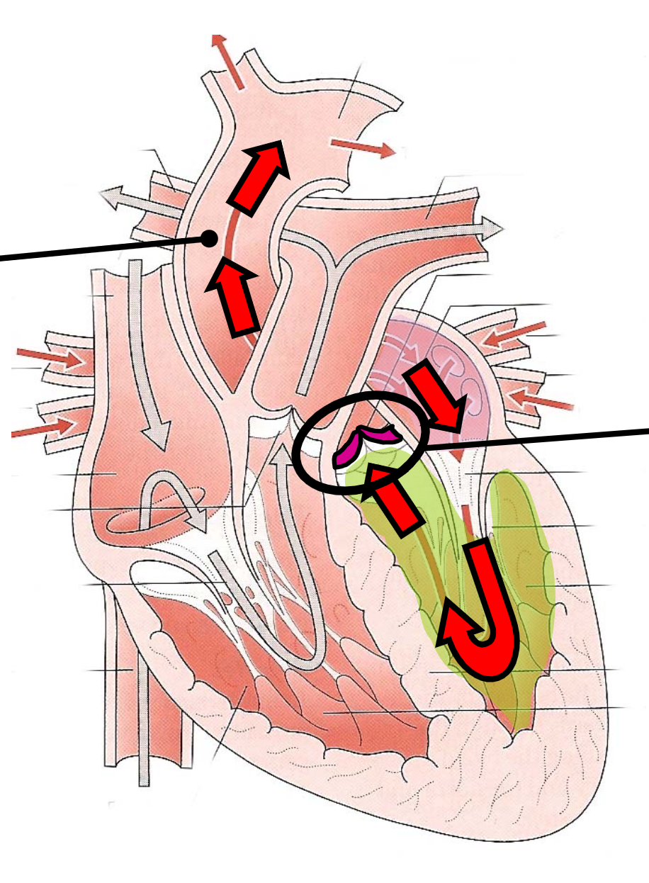 BLACK CIRCLES-prevents back flow to the left ventricle