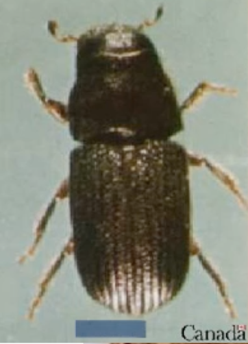 Mountain Pine Beetle
