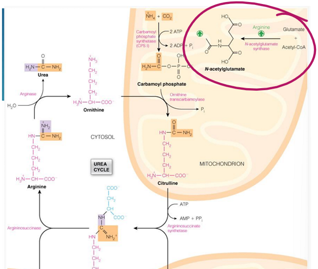 <p>N-acetylglutamate (made from glutamate and acetyl CoA) </p>