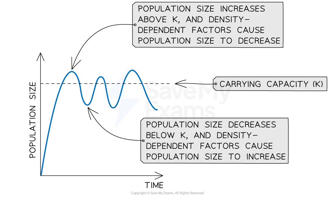 A self-regulating system where any deviation from steady-state is counteracted to promote stability.