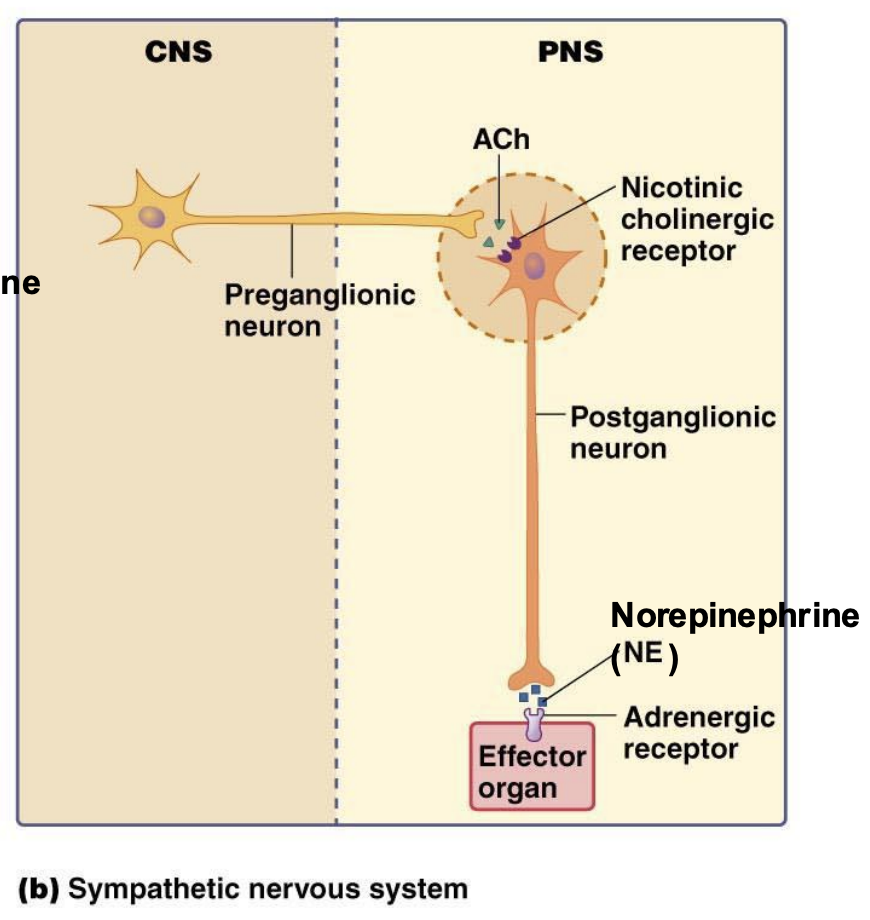 <p>Muscarinic and ________ receptors are both metabotropic (GPCRs)</p>