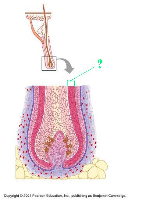 <p>internal epithelial root sheath</p>