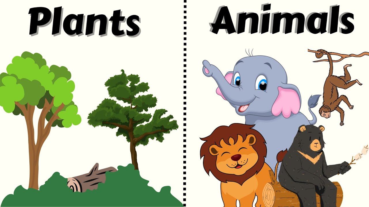 <p>La recolección de todas las plantas y animales que viven en una región </p>