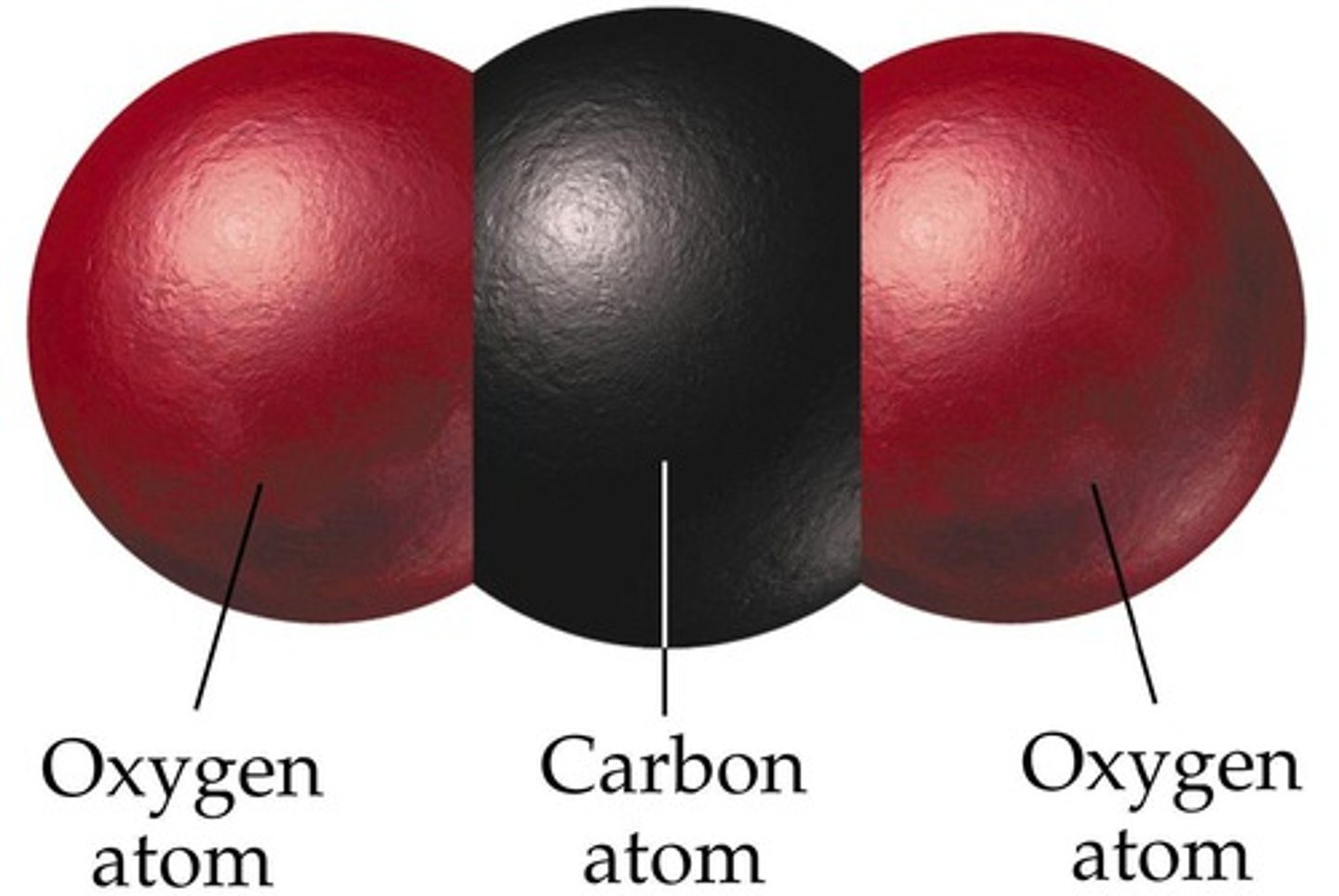 <p>A waste product of respiration that is removed from cells and the body via gas exchange</p>