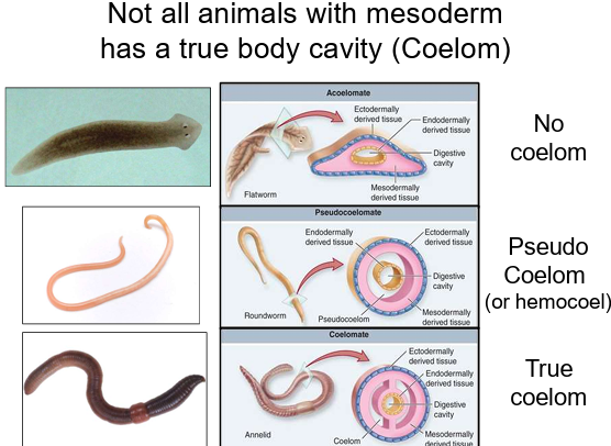 <p>Presence of <strong>mesoderm does not always mean a coelom is present</strong>; body cavities vary in complexity.</p>
