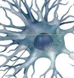 <ul><li><p>control center of neuron</p></li><li><p>integrates inputs from all dendrites</p></li><li><p>determines whether neuron should fire or not</p></li></ul><p></p>
