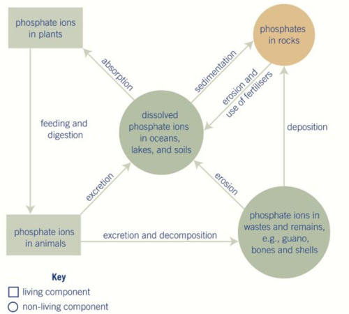 phosphorous exists mostly as phosphate ions, PO₄³ˉ, in sedimentary rock deposits.
these rocks can be eroded resulting in ions dissolved in water. equally, those dissolved ions can settle as sediment & be turned back into rocks.
additionally, when fertilisers are applied to land, they can dissolve & run off into bodies of water.
the dissolved ions can also be absorbed through the roots of plants in/near these bodies of water.
once these ions are incorporated into molecules within the plants, they can then be consumed by animals & so the ions pass into the animals.
the animals can then excrete some of the phosphorous-containing molecules they consume (guano) which may then end up back dissolved in water.
alternatively, they can excrete these molecules, or can themselves die & decompose - the phosphate ions are in these remains (shells).
the remains can then be eroded, returning the ions to bodies of water in the dissolved form.
or the remains may become deposited & become incorporated into rocks.