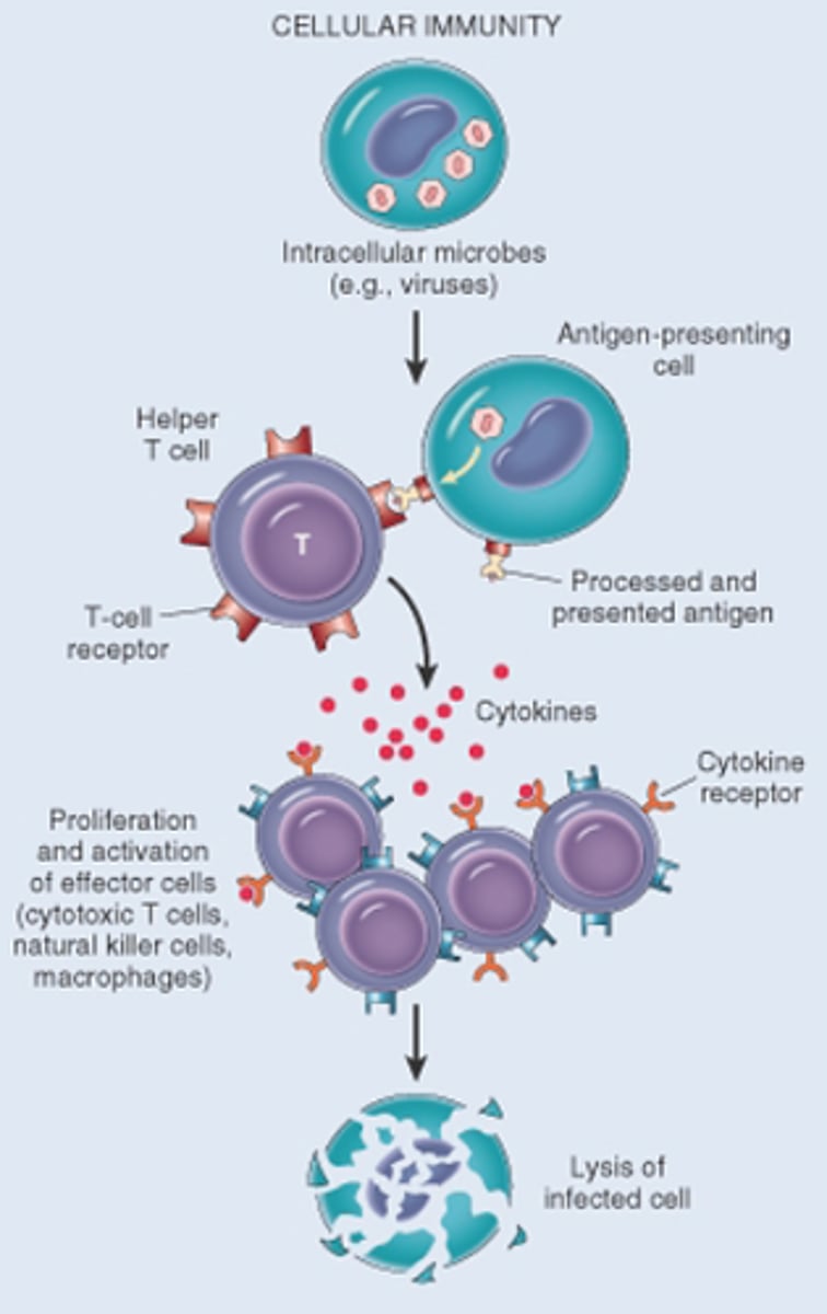 <p>Infected cells display antigens, triggering cytotoxic T cells to bind and insert perforin proteins into the membrane and kill them, stopping pathogen replication, exposing it to antibodies, and producing memory T cells specific to the microbe.</p><p></p><p><span>Infected cells show antigens; killer T cells destroy with perforin, stop replication, expose to antibodies, and make memory T cells</span></p>