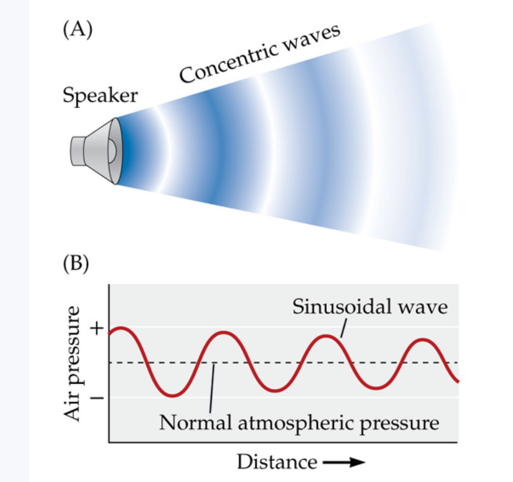 <p><span>The pattern of pressure fluctuations of a sound, distances peak to peak, stays the same as the sound wave moves away from the source (A), but the amount of pressure change, the height of peaks relative to the depth of valleys, decreases with increasing distance (B)</span></p>