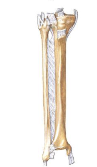 <p><span style="background-color: transparent;">Middle Tibiofibular Joint</span></p>