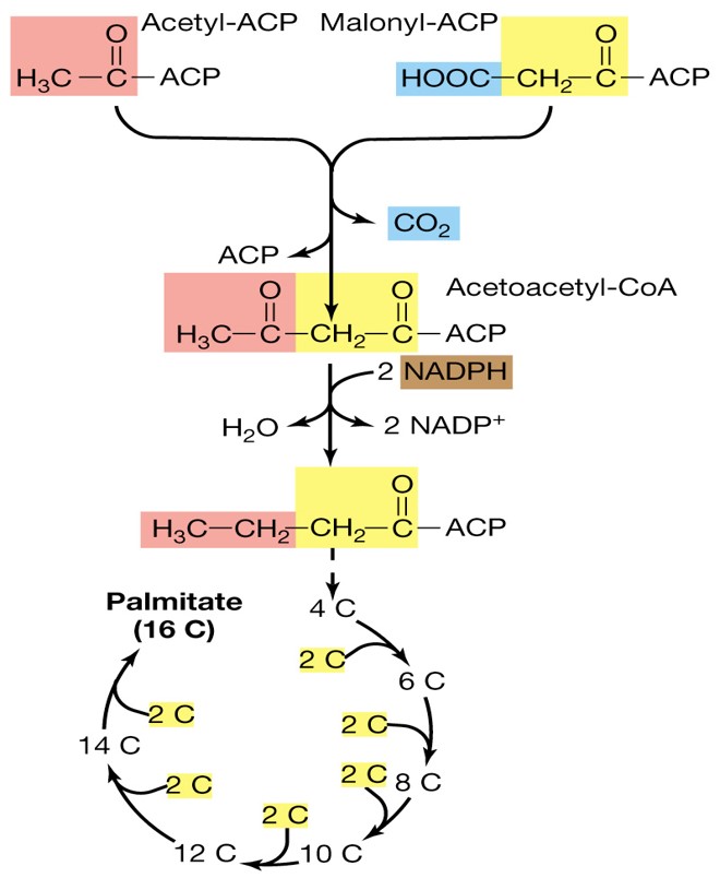 Made up of 2 carbon atoms at a time

\
Requires:


1. Acyl Carrier Protein
2. NADPH