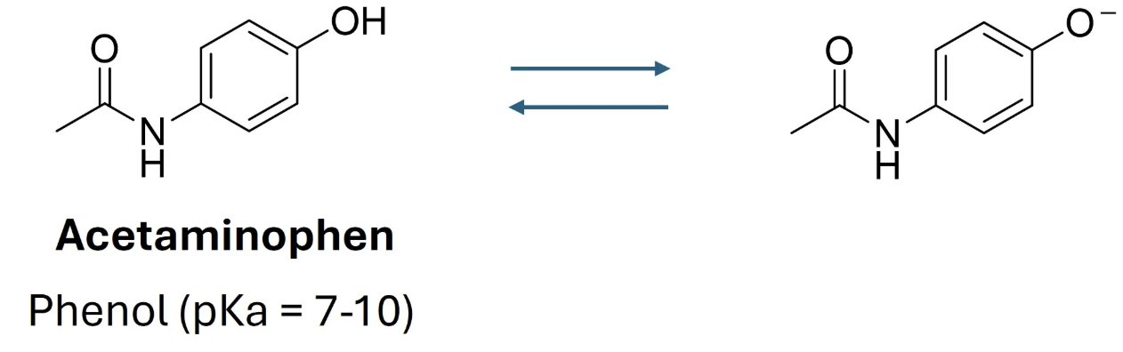 <p>What is the major form of acetaminophen in the blood?</p>