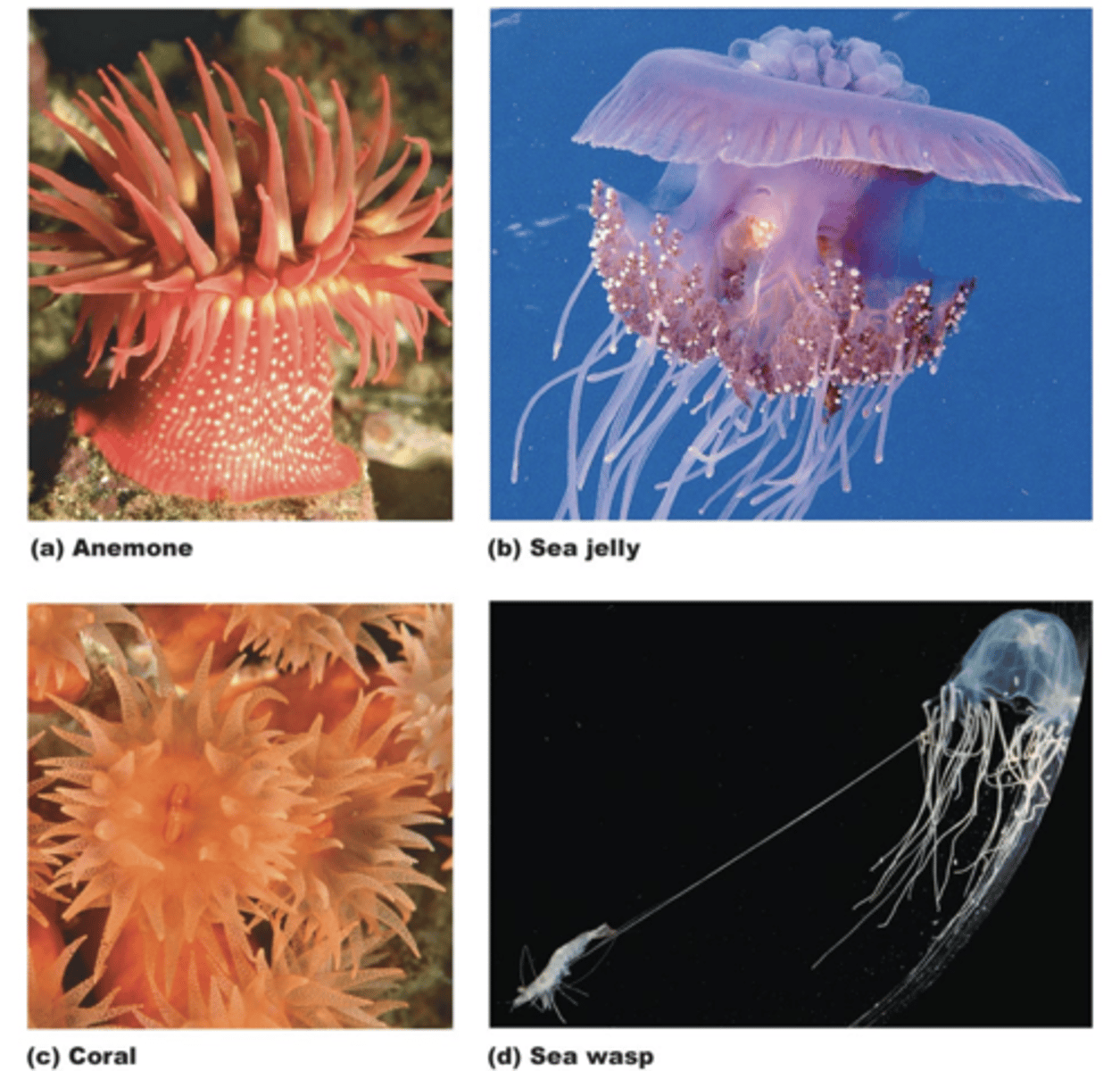 <p>Scyphozoa - "jellyfish"</p><p>• Medusa; thick mesoglea</p><p>• Float in open sea</p><p>• Manubrium with oral lobes</p><p>• Stomach with pouches</p><p>• Sense organs = rhopalium</p><p>(statocyst + ocelli)</p><p>• Separate sexes</p><p>Cubozoa- box jellies</p>