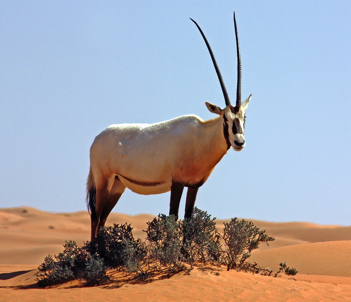 <p>		○ Conservation technique for preventing the extinction of species whose populations are small, fragmented, and on the verge of extinction</p><p>		○ Encouraged to breed + reintroduced into the wild</p><p>		○ BUT, small populations = lower genetic diversity = Increased chance of passing on unfit genes</p><p>Ex. Arabian oryx: Antelopes existed in zoos, which captive breeding ensured species could be released into the wild</p>