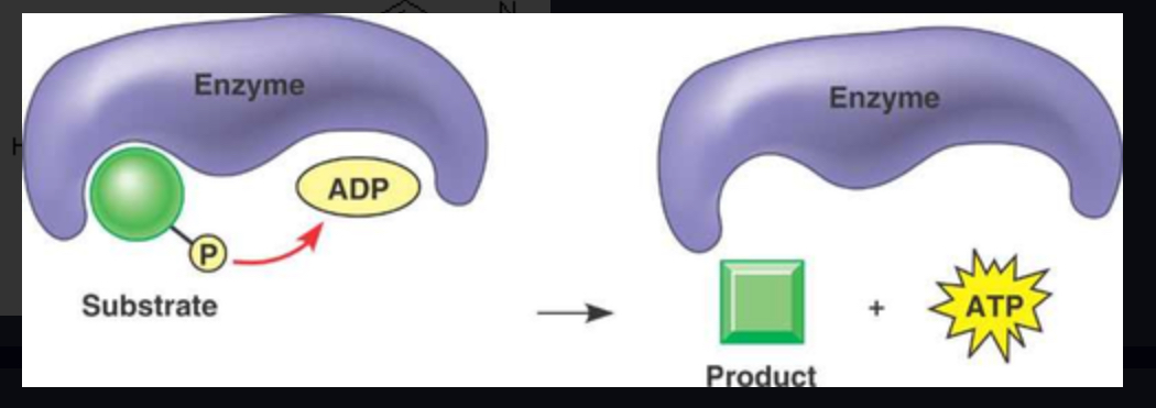 <p>The metabolic process of adding a phosphate group into an organic molecule.</p>