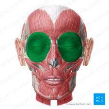 muscle of facial expression