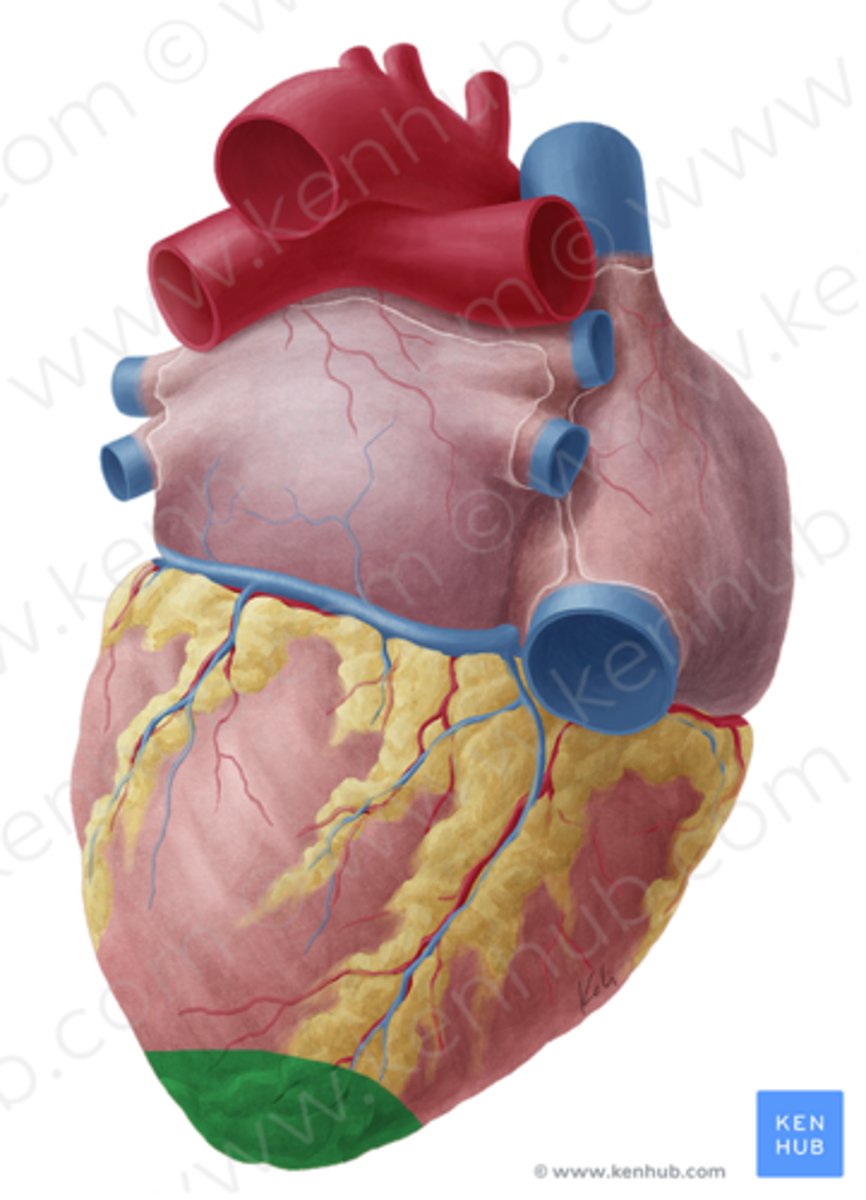<p>apex of heart</p>