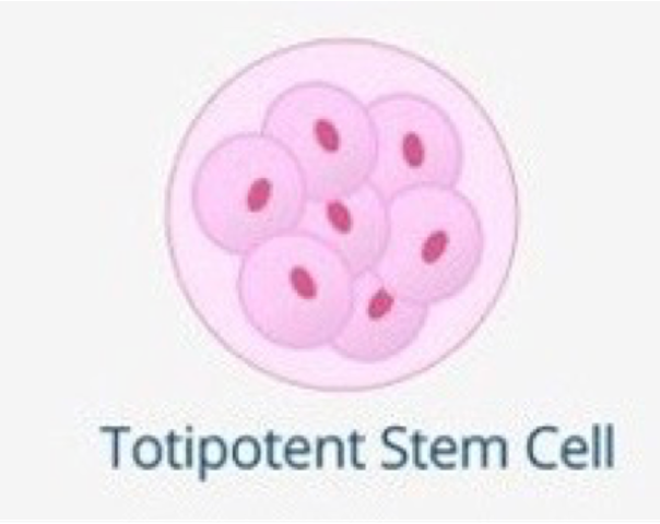 <p><span>•Can become ANY cell of the BODY and/or the embryonic MEMBRANES.</span></p><p><span>•The ONLY totipotent stem cells are the cells of the embryo within the first couple of mitotic divisions after fertilisation.</span></p>