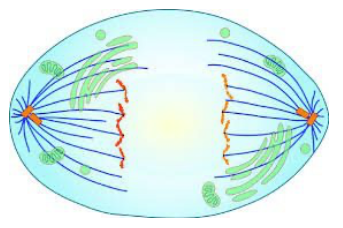 <p><strong>Which phase of mitosis is shown below?</strong></p>