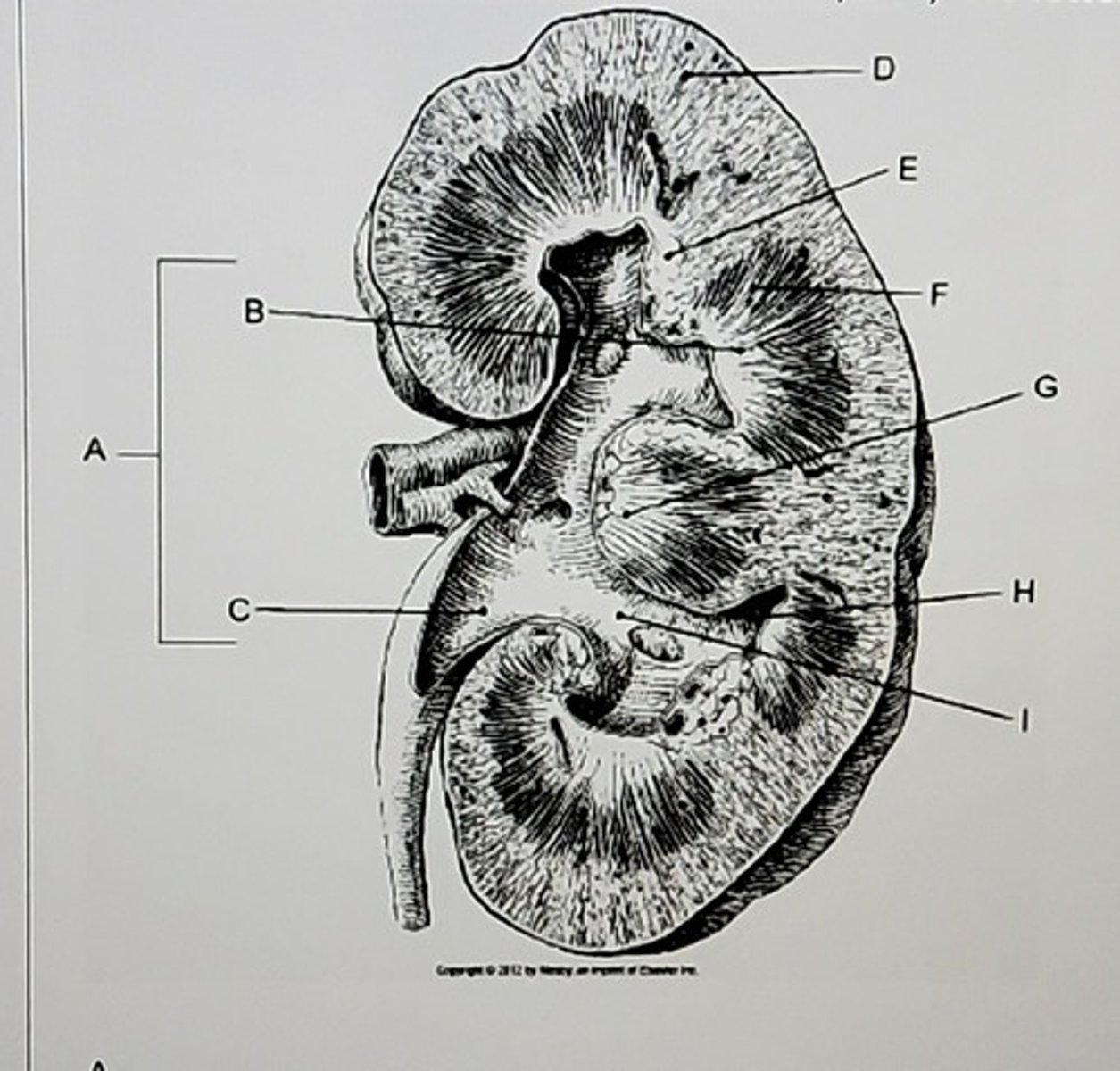 <p>Identify the letters listed in the picture.</p>
