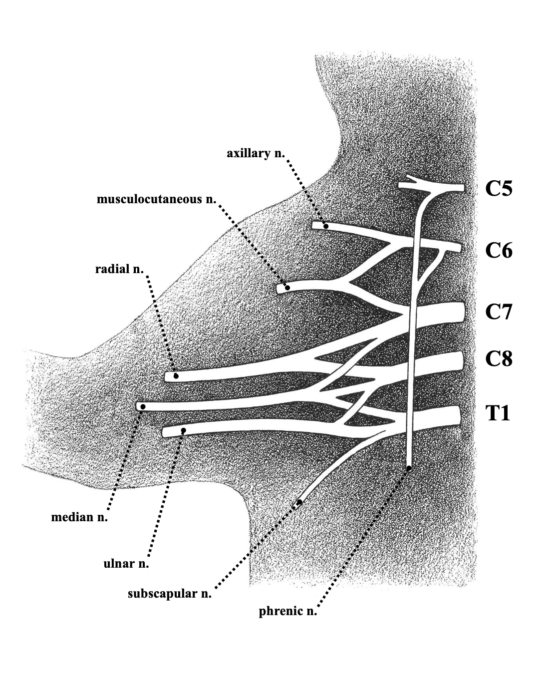 <p>most caudal of the superficial branch<br>crosses teres major </p><p>responsible for funny bone sensation</p><p>sends motor branches into a few of the anterior block muscles<br>receives small sensory branches from the ulnar half skin</p>
