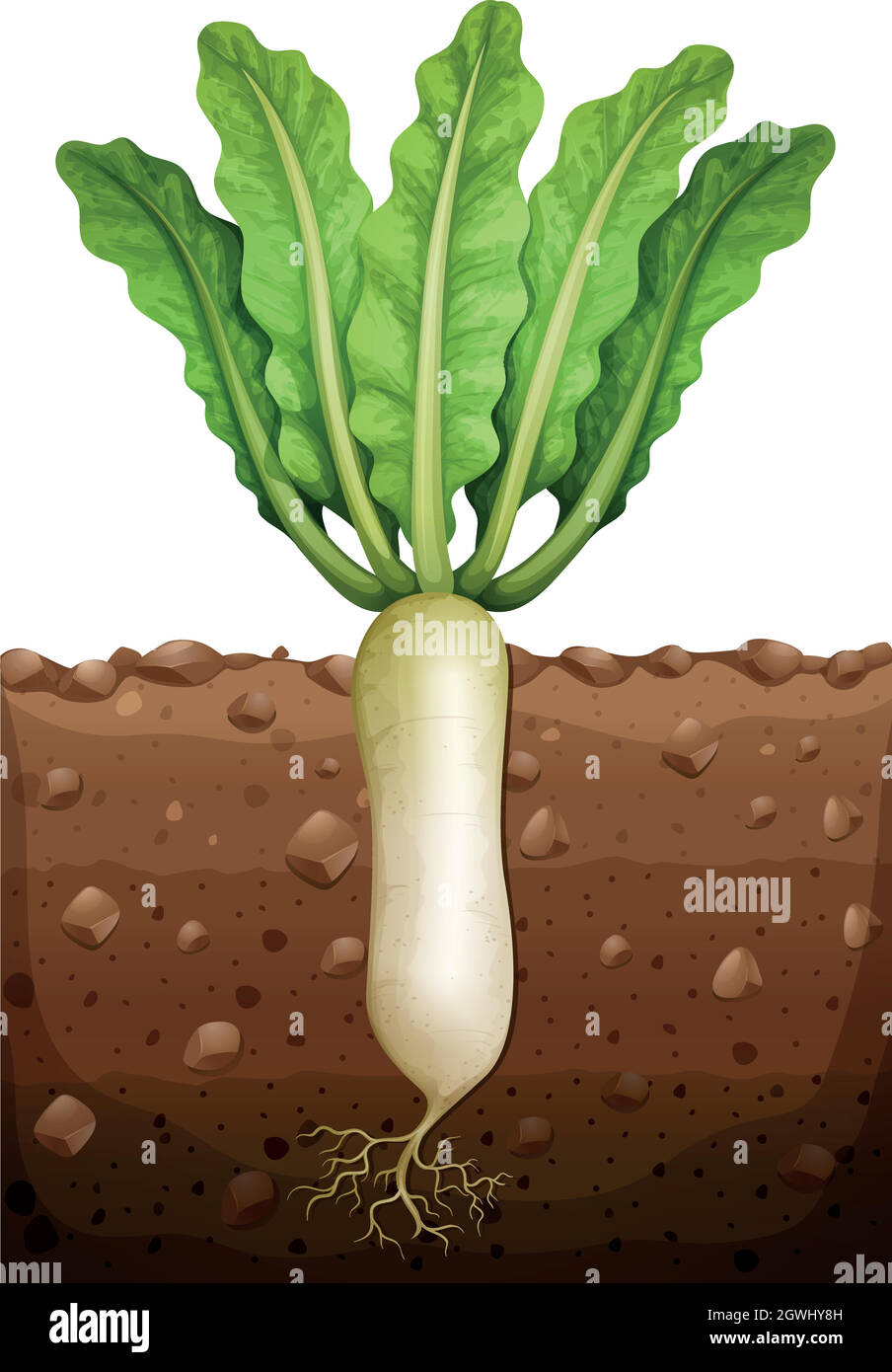 <p>Identify the root structure</p>