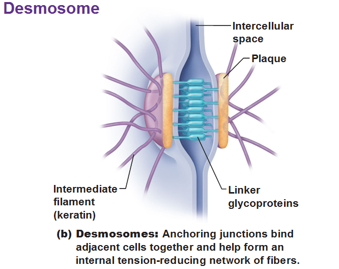 <ul><li><p>Cell Adhesion Molecules + intercellular cement on dense area are attached to the cytoskeleton</p></li><li><p>Resist streching and twisting</p></li></ul><ol><li><p>Belt Desmosomes:</p><ul><li><p>Continous band in apical region, attached to microfilaments</p></li></ul></li><li><p>Button Desmosomes:</p><ul><li><p>“Spot Weld”, attachment to intermediate filaments</p></li></ul></li><li><p>Hemidesmosomes </p><ul><li><p>Half button desmosomes at basal surface, attaches to basal lamina</p></li></ul><p></p></li></ol>