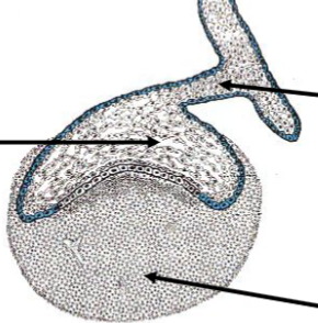 <p>phase in tooth development where the enamel organ, dental papilla, and dental follicle are formed.</p>