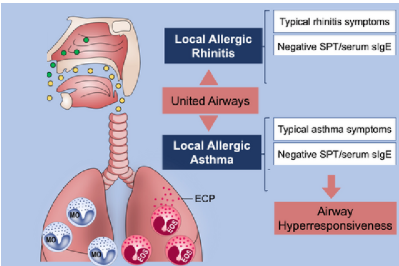 <p><span><span>The concept of ARD is based on the allergic origin of the disease, and its clinical spectrum includes</span></span></p>