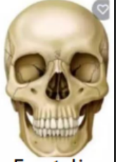<p>Which method to view the skull is this?</p>