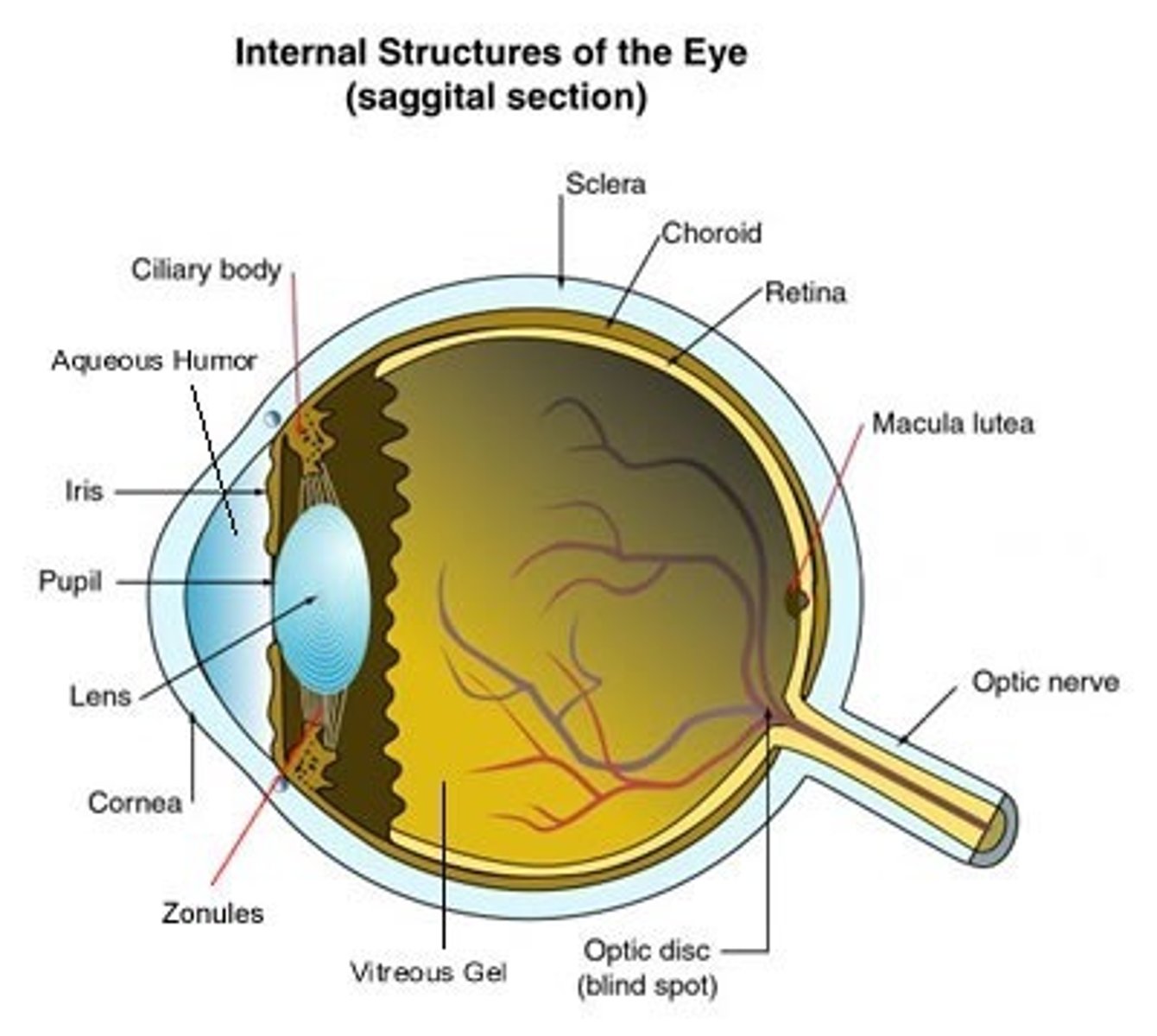 <p>Cornea-&gt; Aqueous Humor/Anterior CHamber -&gt; Pupil -&gt; Lens -&gt; Vitreous Humor/ Posterior Chamber -&gt; Retina -&gt; Optic Nerve</p>