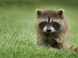 <p>raccoons and coatis </p>
