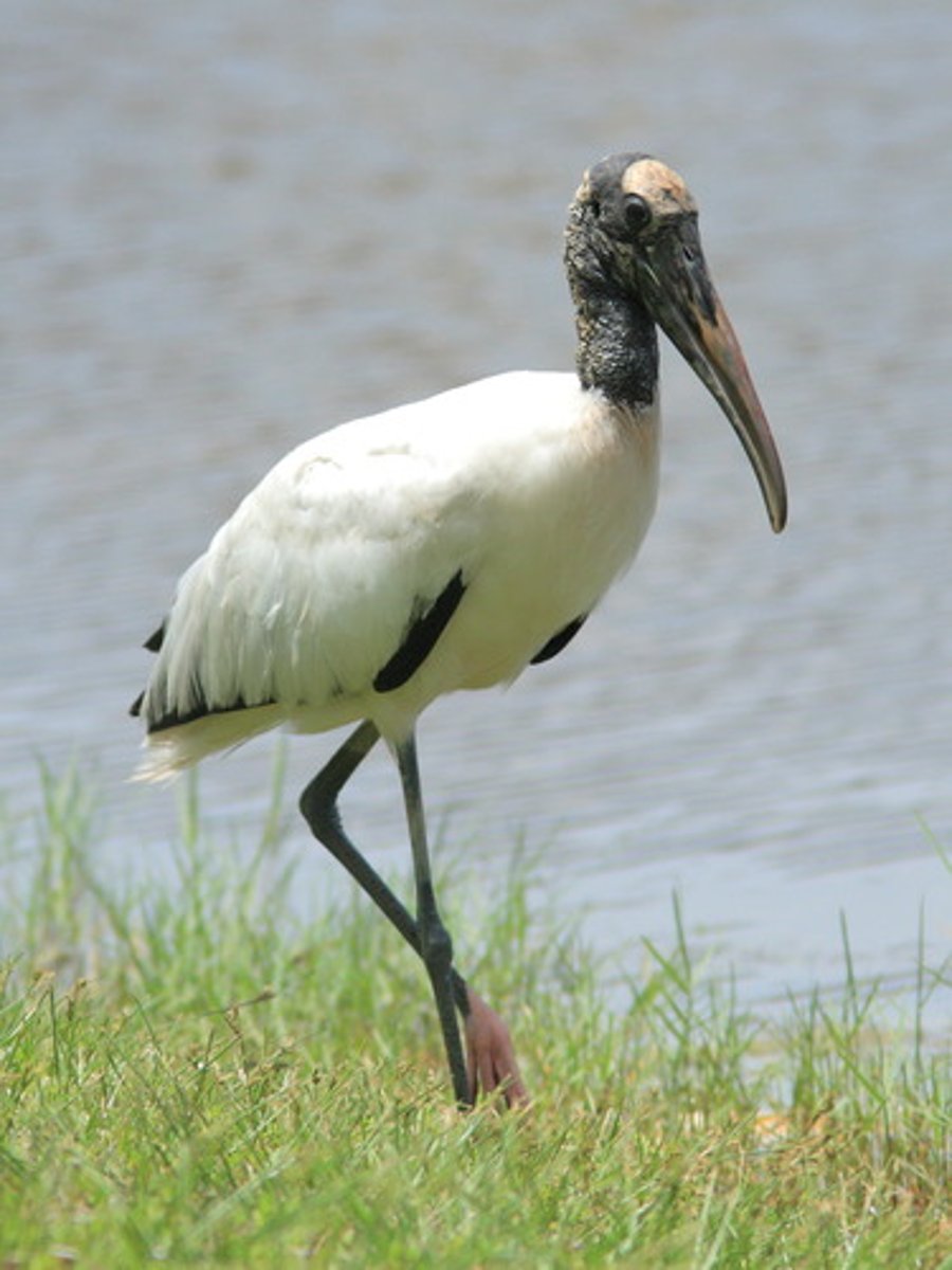 <p>wood stork</p>
