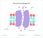 <p>Aquaporins </p>