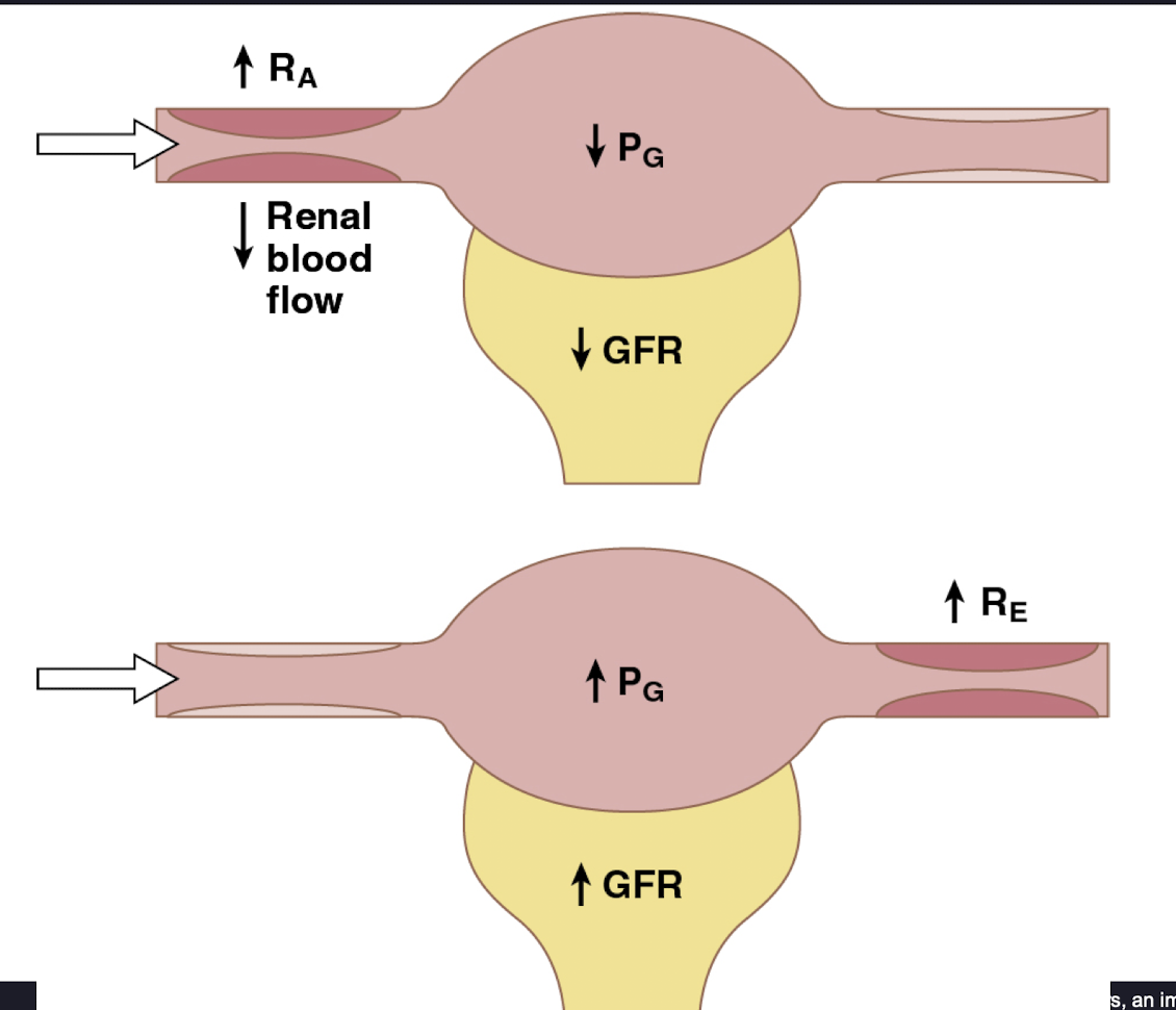 <ol><li><p>constricted afferent arteriole will decrease renal blood flow because it <strong>increases resistance</strong> to blood entering the glomerulus and therefore decreasing GFR</p></li><li><p>constricted efferent arteriole will decrease renal blood flow because it increases resistance to blood exiting the glomerulus, which can initially increase GFR (and GHP). </p></li></ol><p></p>