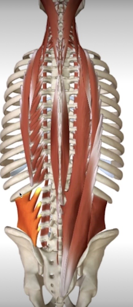 <p>Identify this muscle</p>