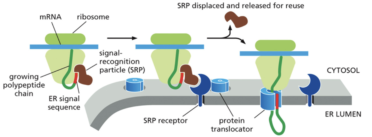 <ul><li><p><span style="background-color: transparent;"><span>Transport to the ER begins with the recognition of a signal sequence by the </span><u><span>SRP</span></u><span>. Within the free ribosome, SRP first binds to the end of a protein that is currently being synthesized.</span></span></p></li><li><p><span style="background-color: transparent;"><span>It then binds to the </span><u><span>SRP receptor</span></u><span> (a g-protein) at the same time, located atop the ER. The SRP receptor is a part of the translocon</span></span></p></li><li><p><span style="background-color: transparent;"><span>This binding brings down the ribosome, protein, and mRNA where the protein will continue translation directly through the pore and into the ER.</span></span></p></li><li><p><span style="background-color: transparent;"><span>The signal proteins are then cleaved after translation so it doesn’t just get brought back to the ER</span></span></p></li></ul><p></p>