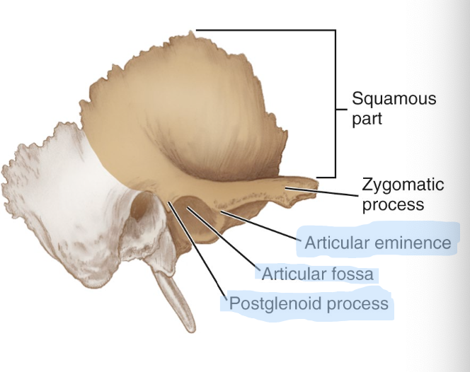 <p><strong>consists of a rounded protuberance the on the inferior aspect of zygomatic process</strong></p>