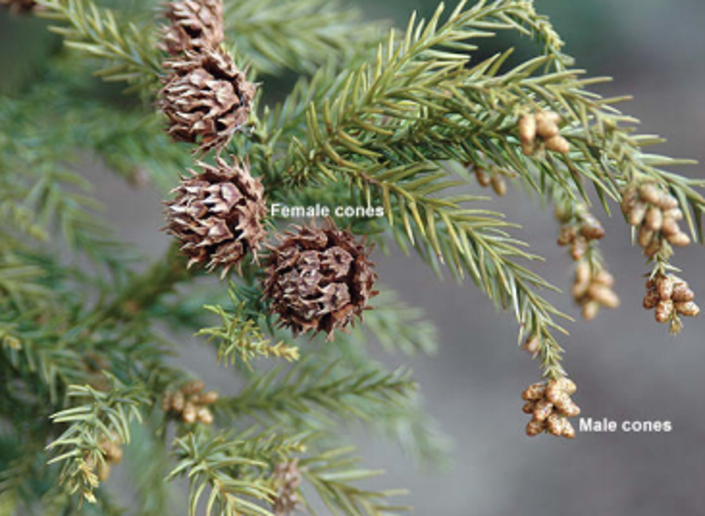 <p>- Awls: hooked, soft, green/yellow</p><p>- Cones: round, solitary at ends of shoots.</p>